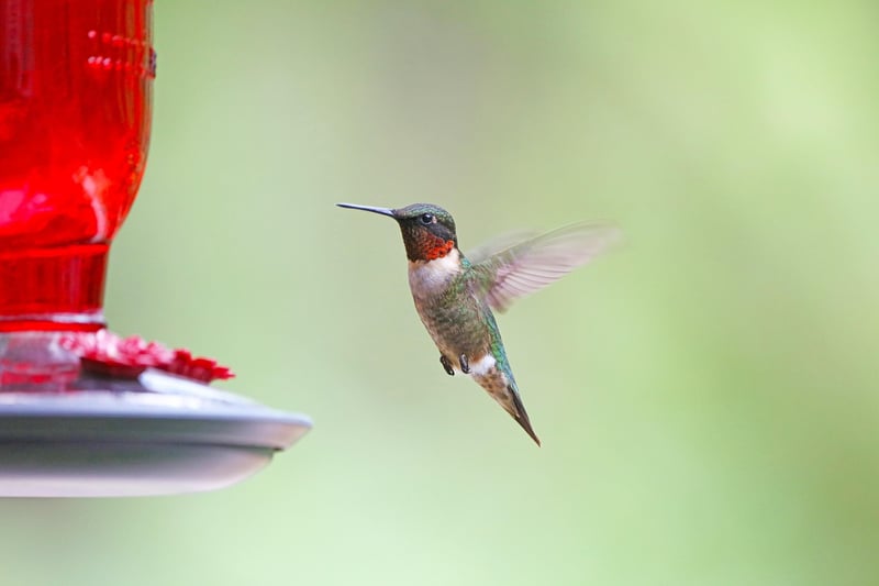 Plastic Bottle Bird Feeder